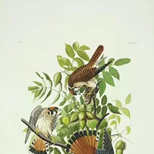 Falcons Collection: American Kestrel