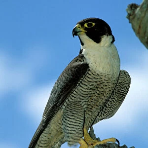 Falcons Collection: Peregrine Falcon