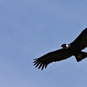 Accipitriformes Collection: Vultures