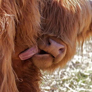 Nature & Wildlife Collection: Highland Cow