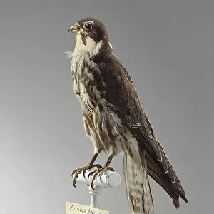 Falcons Collection: Eurasian Hobby