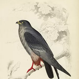 Falcons Collection: Red Footed Falcon