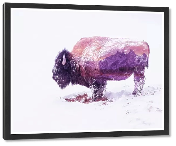 Double exposure of snow-covered Bison, Yellowstone National Park and Teton Range, Grand Teton National Park. Wyoming, United States of America