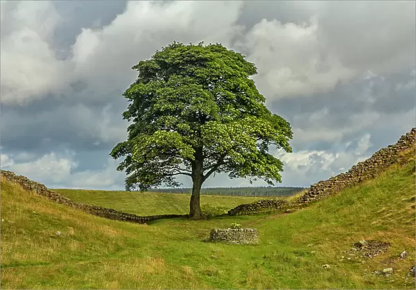 The Sycamore Gap Tree or Robin Hood Tree, Hadrian's Wall near Crag Lough, Northumberland, United Kingdom