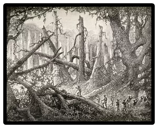 Sir Henry Morton Stanley And His Men Crossing A Hazardous Forest Clearing During His Emin Pasha Relief Expedition In Africa, 1886 To 1889. From In Darkest Africa By Henry M. Stanley Published 1890