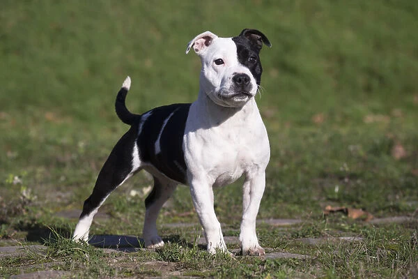 Black and white staffordshire bull sale terrier