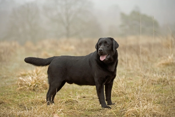 Black lab jigsaw store puzzle