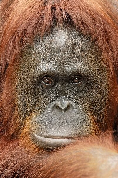 Borneo Orangutan female. Camp Leaky, Tanjung Puting