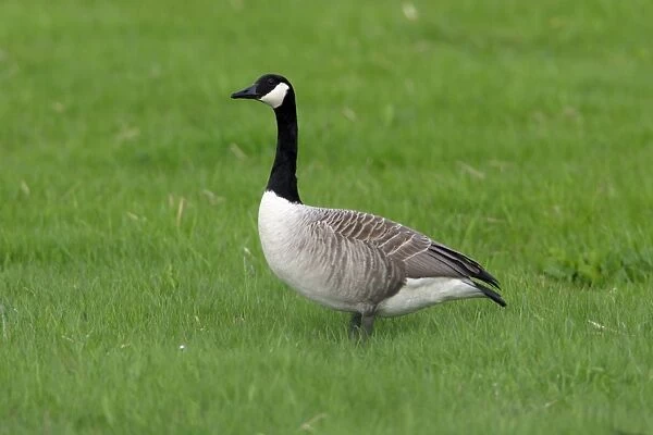 Canada goose uk outlet sale