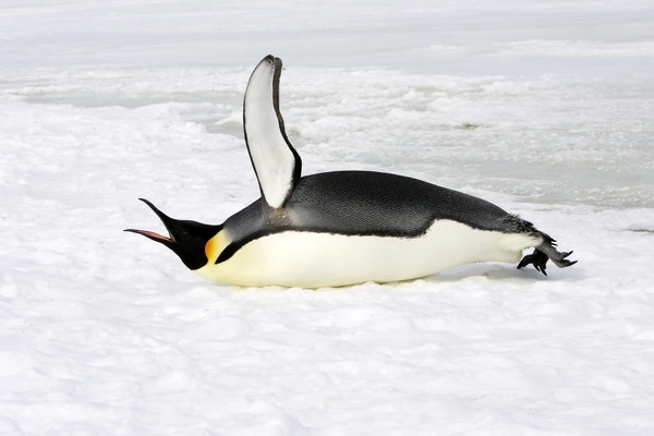 Emperor Penguin lying on ice calling. Snow hill island