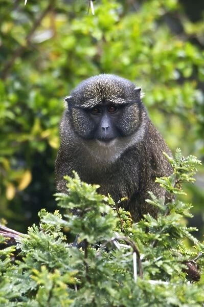 Allen's Swamp Monkey