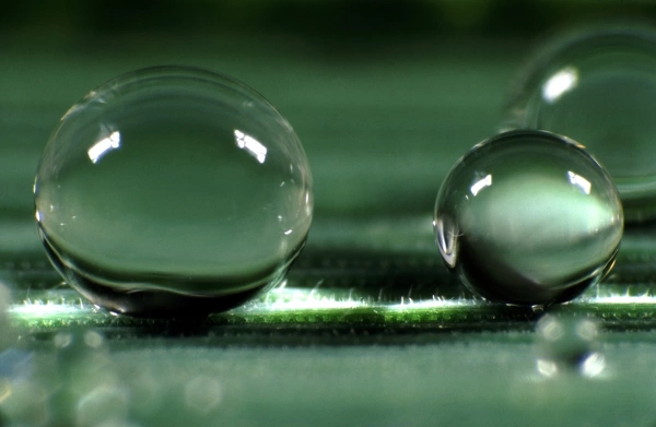 Spherical water droplets on leaf surface with high contact