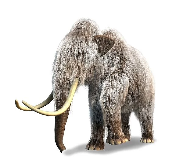 Woolly Mammoth, white background available as Framed Prints, Photos ...