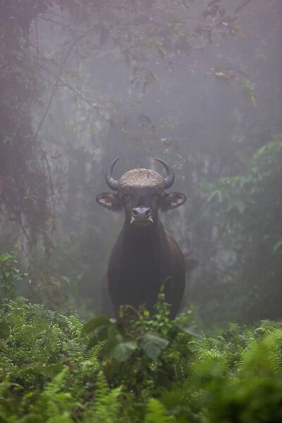 Manas Wildlife Sanctuary Assam, India