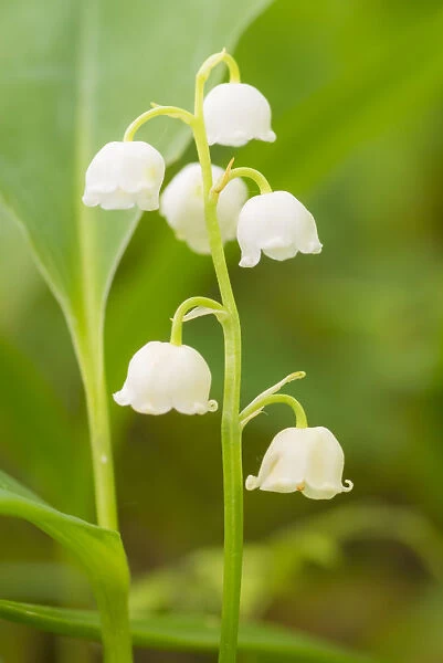 Lily of the Valley Folklore Card