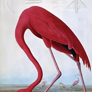 Popular Themes Canvas Print Collection: Birds