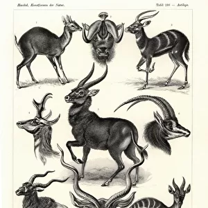 Mammals Metal Print Collection: Antilocapridae