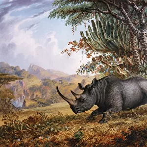 Mammals Metal Print Collection: Black Rhinoceros