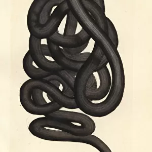 Worms Metal Print Collection: Bootlace Worm