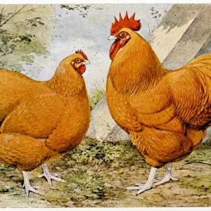 Birds Metal Print Collection: Chicken
