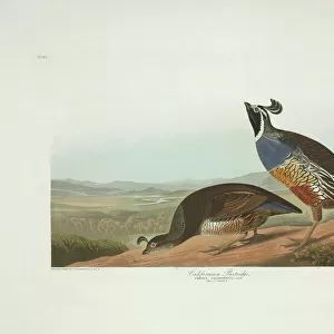 Birds Canvas Print Collection: New World Quail