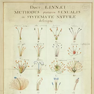 Famous inventors and scientists Fine Art Print Collection: Carl Linnaeus