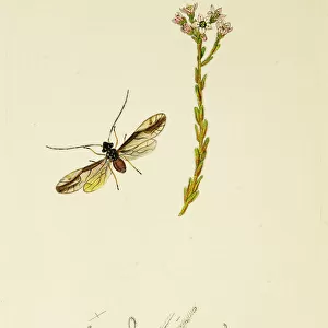 Insects Photographic Print Collection: Psocoptera