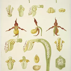 Watercolor paintings Metal Print Collection: Botanical watercolor art