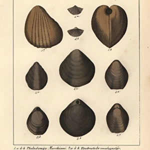 Mollusks Metal Print Collection: Extinct Mollusks