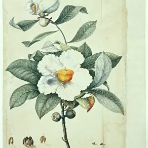 Portraits Photographic Print Collection: Botanical illustrations