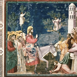 Artists Collection: Giotto