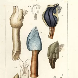 Crustaceans Metal Print Collection: Goose Barnacle