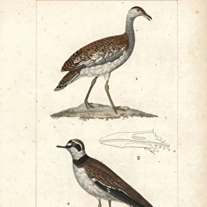 Birds Poster Print Collection: Bustards