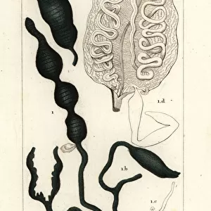 Worms Metal Print Collection: SpoonWorm
