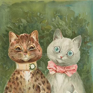 Popular Themes Fine Art Print Collection: Cat