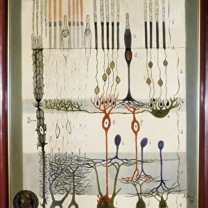 Scientists Framed Print Collection: Santiago Ramon y Cajal