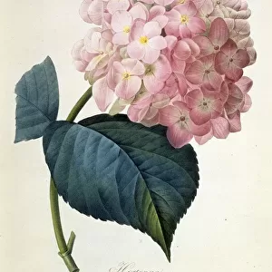 Realistic drawings Photo Mug Collection: Botanical illustrations