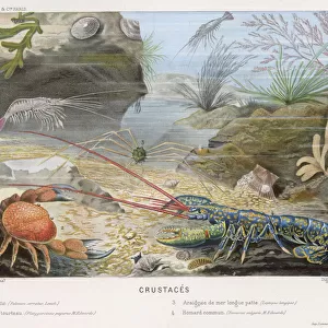 Crustaceans Canvas Print Collection: Blue Shrimp