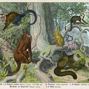 Mammals Metal Print Collection: Atelidae