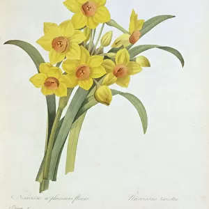 Prints Cushion Collection: Botanical