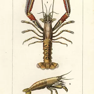Crustaceans Canvas Print Collection: Norway Lobster