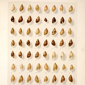 Mollusks Metal Print Collection: Polynesian Tree Snail