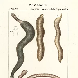 Worms Poster Print Collection: PeanutWorm