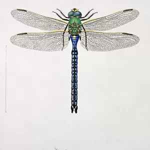 Insects Photographic Print Collection: Odonata