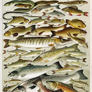 B Canvas Print Collection: Barbel