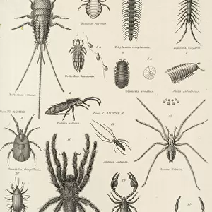 Insects Metal Print Collection: Millipedes