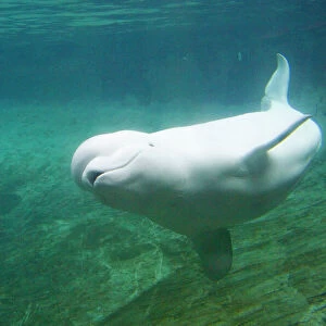 Mammals Canvas Print Collection: Beluga Whale