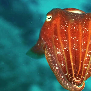 Mollusks Photo Mug Collection: Cuttlefish