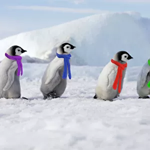 Christmas Canvas Print Collection: Penguins