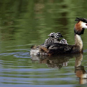 Birds Photographic Print Collection: Grebes